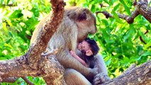 Awesome Newborn Monkey....Mother Giving Comfortable Care And Feed her Newborn Baby