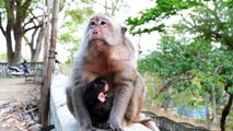 Cute Newborn....Old Monkey Mother ARINA Giving Best Breastfeed To Her Newest Baby