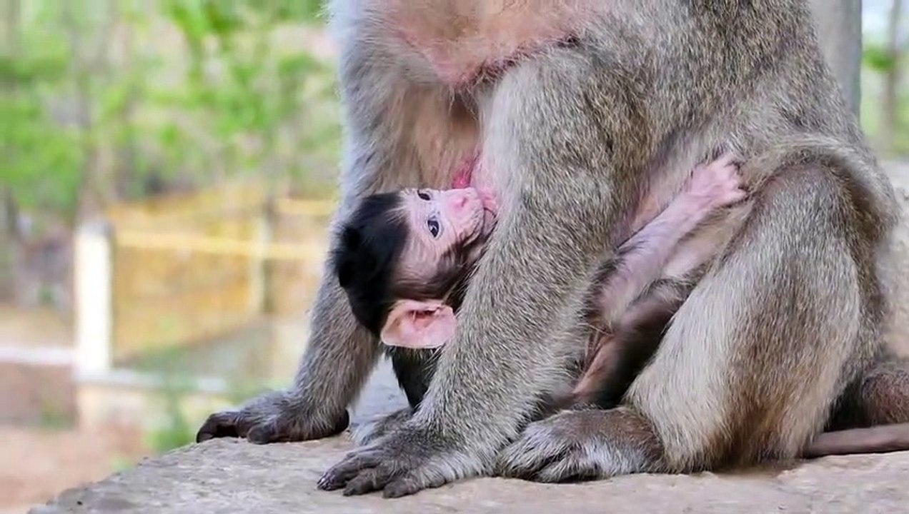 Really Good Job....Old Mommy ARINA Breastfeeding Her Newborn Baby Sweetly