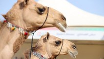 Dünya Kupası’nda deve güzeli heyecanı: Ödül 10 milyon riyal
