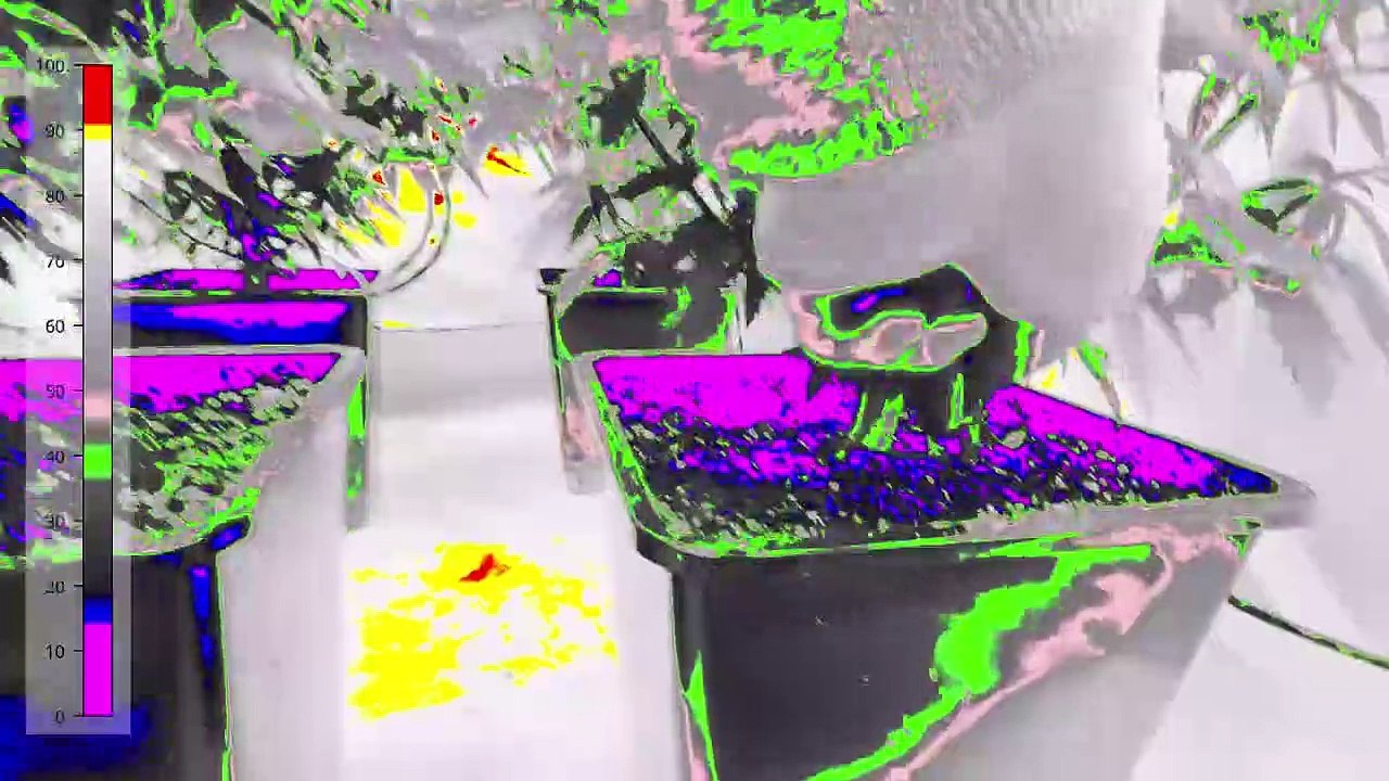 GROW VLOG Z HOLANDII. Ledy Spider Farmer SE7000 w namiocie S01E01