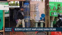 Budidaya Ulat Maggot, Mampu Kurangi Sampah Organik