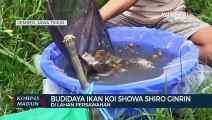 Budidaya Ikan Koi Showa Shiro Ginrin Di Lahan Persawahan