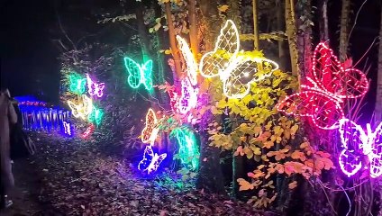 Cowdray Christmas Lights