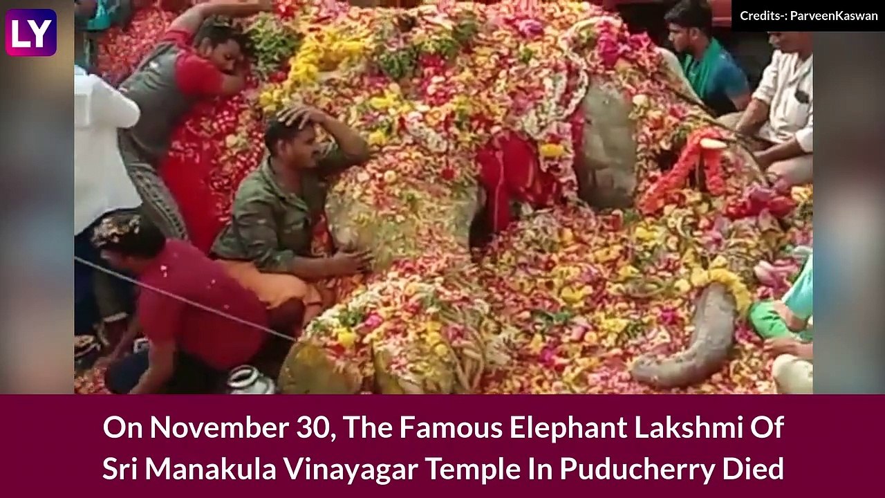 Lakshmi, Elephant Of Sri Manakula Vinayagar Tem...