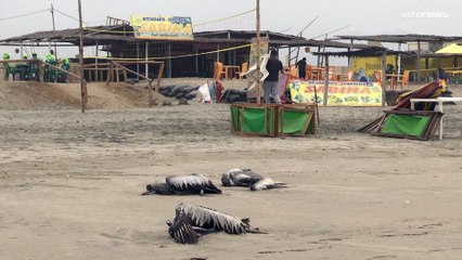 Unas 14 000 aves marinas silvestres mueren por la gripe aviar en Perú