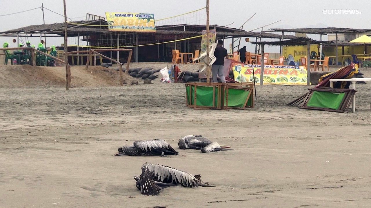 Unas 14 000 aves marinas silvestres mueren por la gripe aviar en Perú