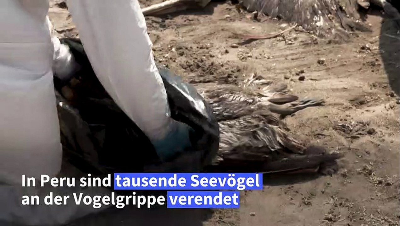 Vogelgrippe wütet in Peru und Ecuador - tausende Tiere verendet