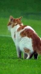 Funny pets in stadium - fifa world cup  | Qatar 2022 