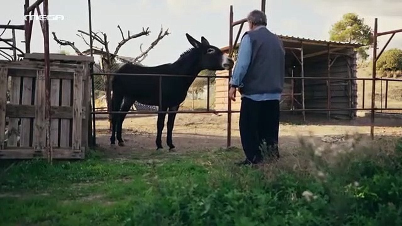 Η Γη της Ελιάς Σ2 - Επεισόδιο 57 part 1/1