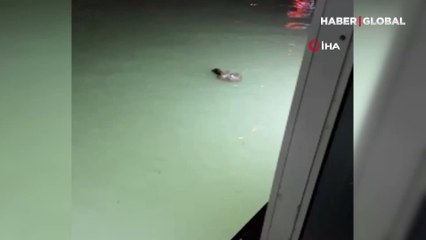 Su samurlarının balık kavgası kameraya yansıdı