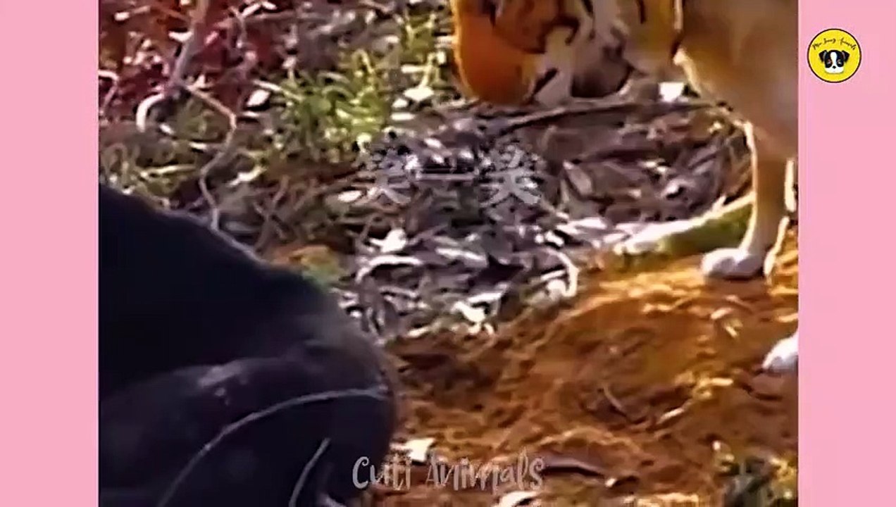 Funniest Animals _ Funny Dog And Cat _ Funny Animals Video @41_HIGH