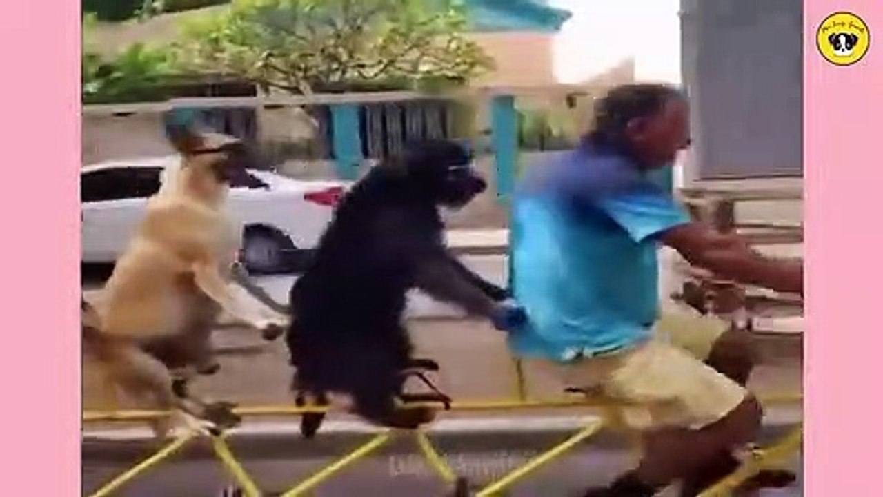 Funny Dog And Cat  Funniest Animals @74_HIGH