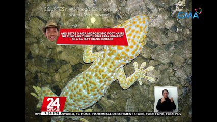 #KuyaKimAnoNa?: Kayang dumikit ng mga tuko sa smooth surface dahil sa 'adhesive-like toepads' na may microscopic foot hair | 24 Oras
