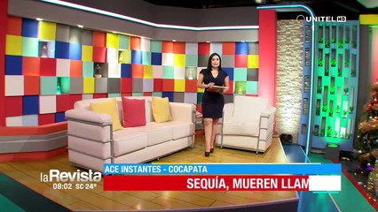 788 camélidos muertos y 1.407 familias afectadas por la sequía en Cocapata