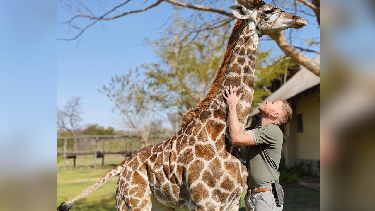 He Saved This Giraffe's Life
