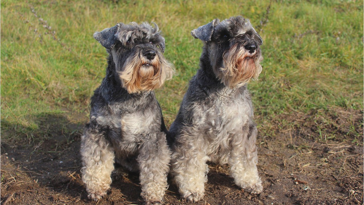 Heartbreak as these tiny helpless dogs could barely see when they were dumped in a field