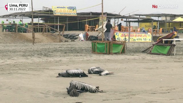 Grippe aviaire : près de 14 000 pélicans et oiseaux de mer retrouvés morts au Pérou