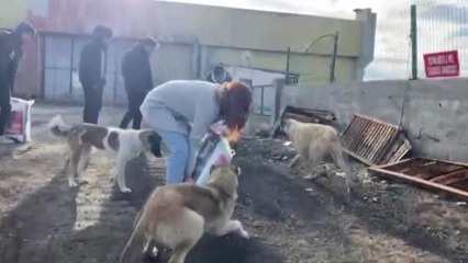 Üniversite öğrencileri sahipsiz köpekleri besledi