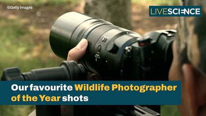 Wildlife Photographer Of The Year 2022