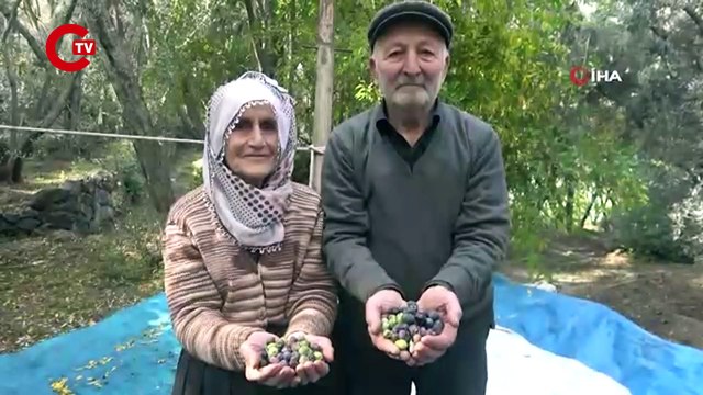 80'i aşan yaşlarına rağmen ağaçların tepesine çıkarak zeytin hasadı yapıyorlar