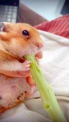 Hamsters eat voraciously