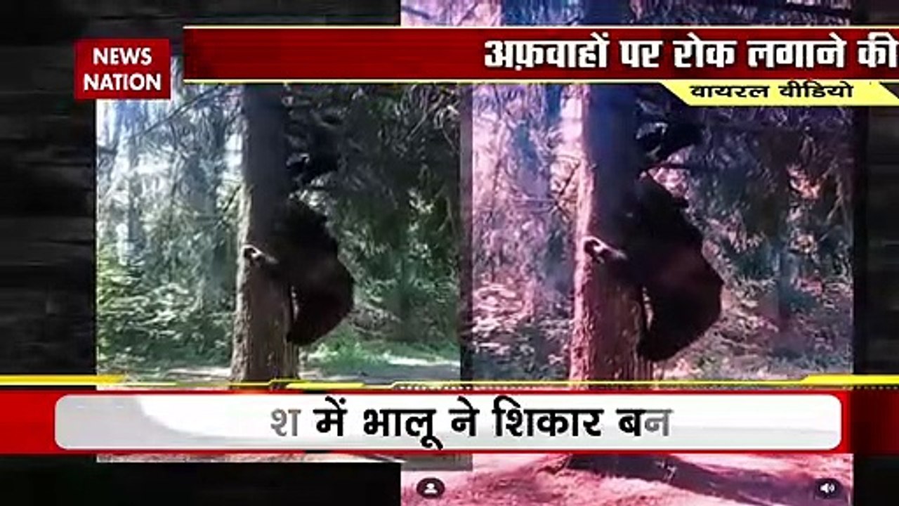 Lie Detector Test : क्या है इंसान को खीचते भालू का वायरल सच? | bear pulling human |