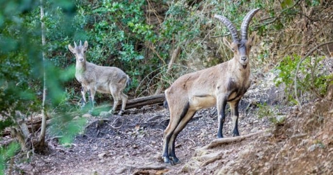 22 ans après sa disparition, le bouquetin ibérique a été aperçu dans les Pyrénées espagnoles