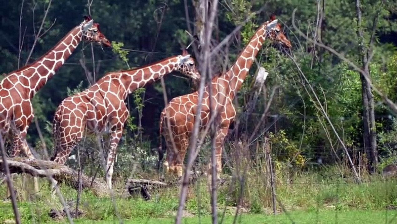 THE TALLEST GIRAFFE