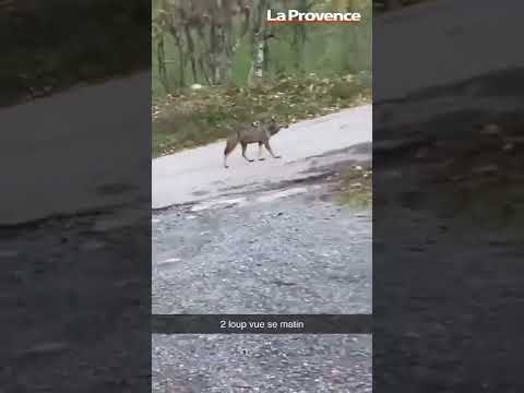 Hautes-Alpes : ils tombent sur un loup dans leur jardin
