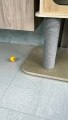 cute cat playing with ball