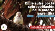 Chile sufre por la sobrepoblación de la cotorra argentina | 505 | 5 al 11 diciembre 2022