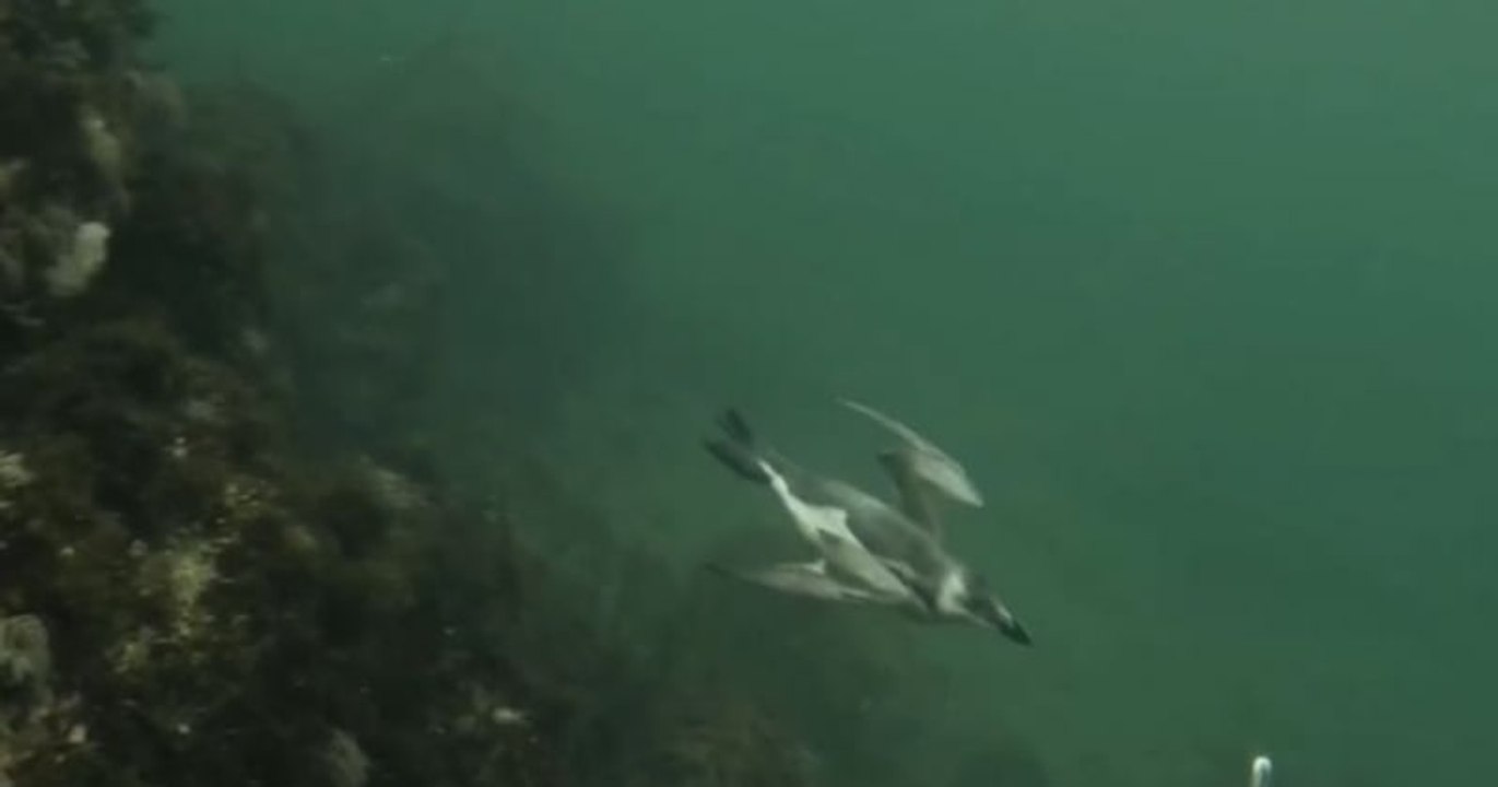 En pleine session plongée, il aperçoit un pingouin Torda dans l'Étang de Thau, à Sète