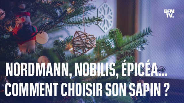 Comment choisir son sapin de Noël naturel?