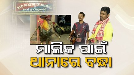 2 roosters arrested over illegal cockfight in Malkangiri