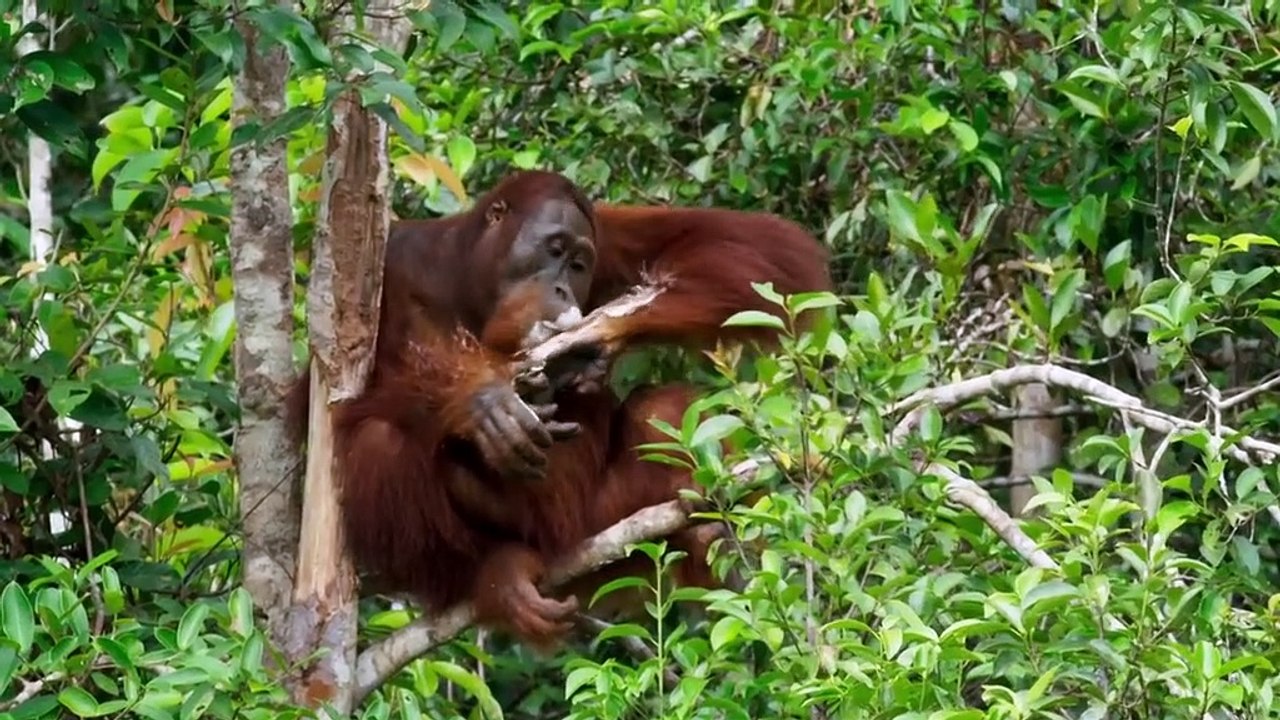 Spy in the Wild.S01E02 Intelligence