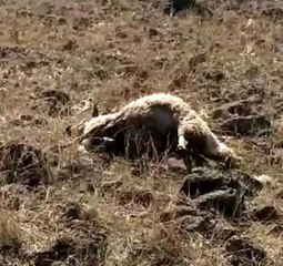 Elazığ'da ağıla giren kurtlar, 53 koyunu telef etti