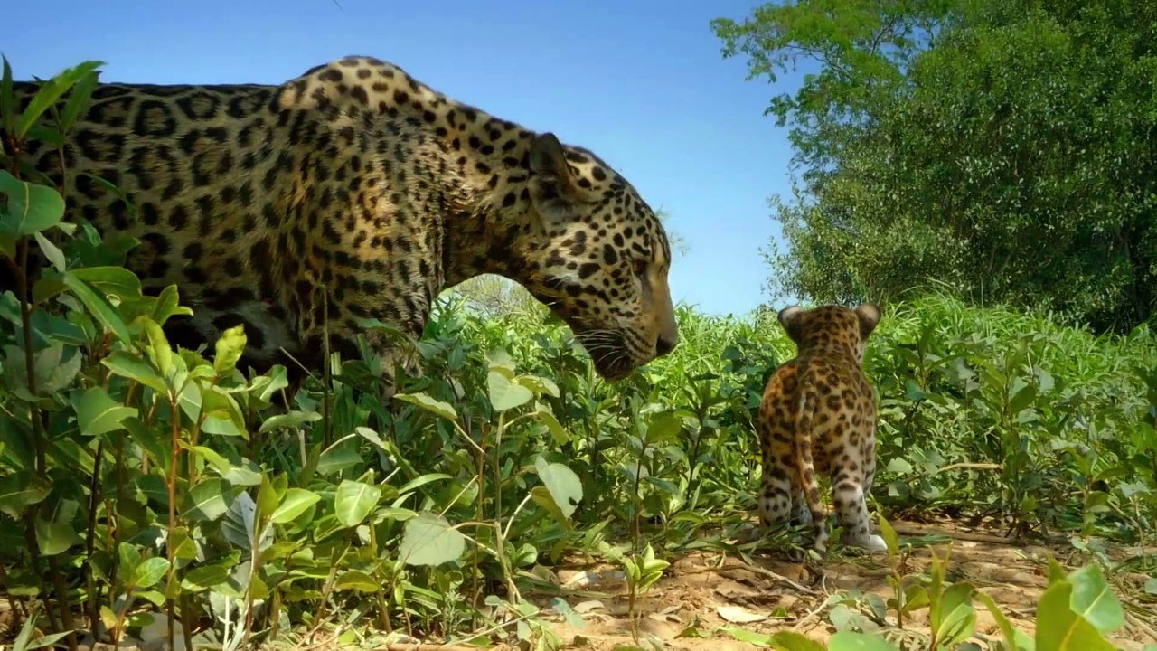 Spy in the Wild.S02E02 The North