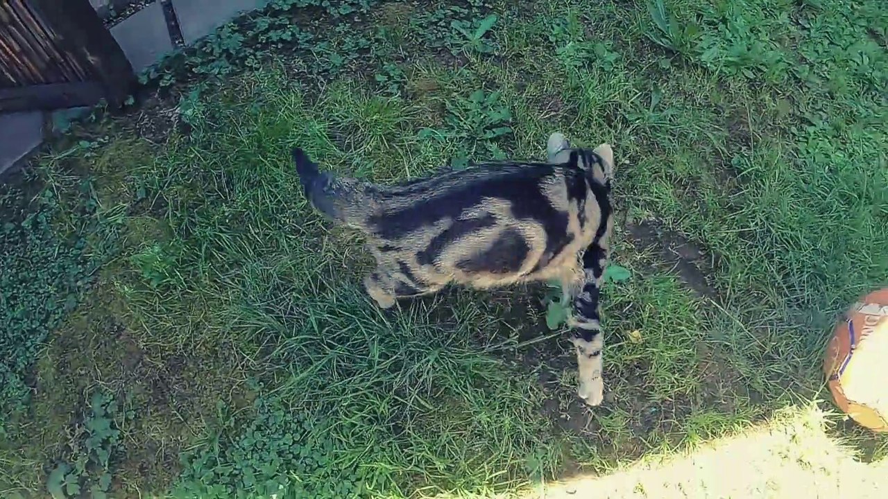 Amazing naturel animals and cute baby dogs, cats & puppy etc.