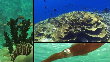 Blue Realm - White Shark Tourism - A Dangerous Gamble