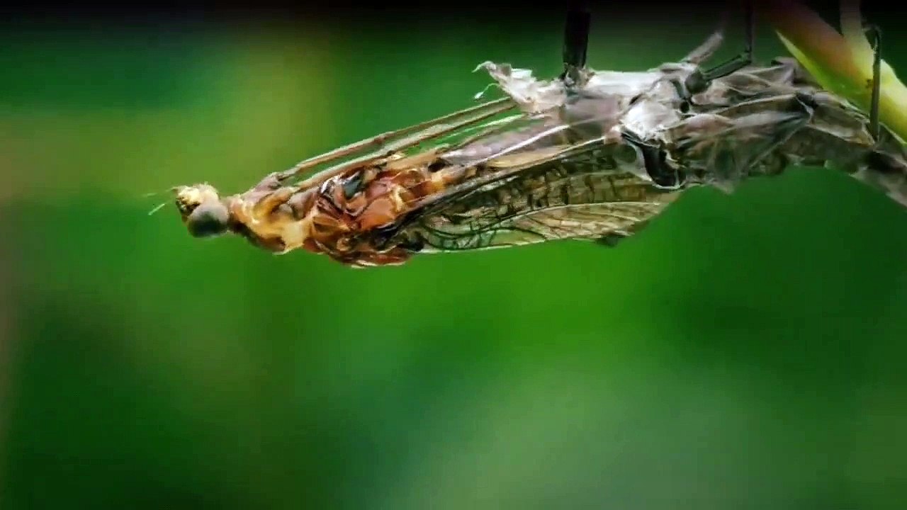 One Strange Rock Staffel 1 Folge 5 HD Deutsch