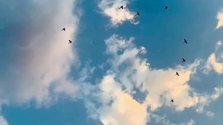 Nature sounds Meditation forest sounds of birds singing relaxation | Nature and wild life video