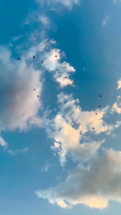 Nature sounds Meditation forest sounds of birds singing relaxation | Nature and wild life video