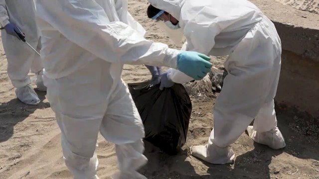 Bird flu kills thousands of pelicans, seabirds in Peru
