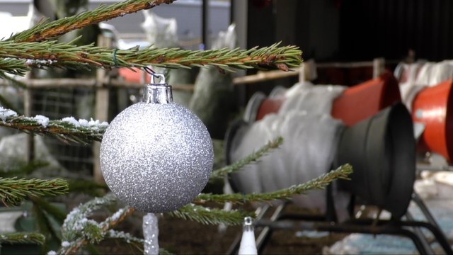 Prickles or plastic? Kent's tree sellers weigh in on the Christmas debate