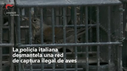 Desmantelada en Italia una red que vendía aves salvajes heridas para la caza