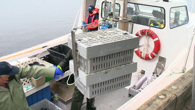 Pêche : record de volume aux îles