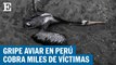 Más de 13.000 pelícanos mueren en Perú por gripe aviar