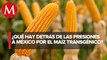 México importa casi 17 millones de toneladas de maíz transgénico