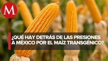 México importa casi 17 millones de toneladas de maíz transgénico